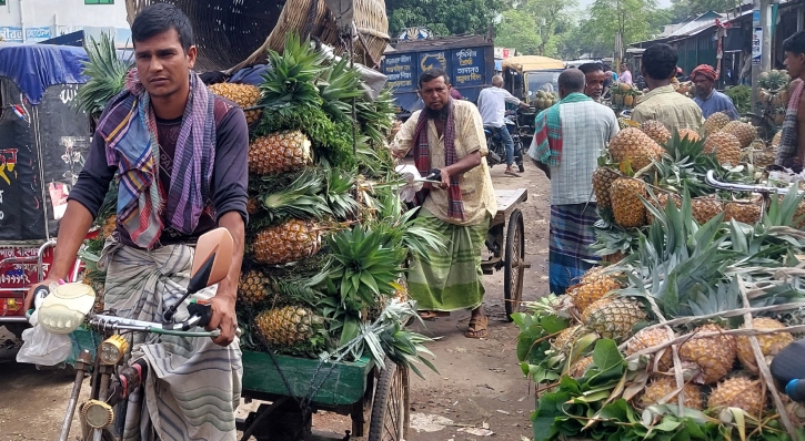 জিআই স্বীকৃতি পেল মধুপুরের আনারস